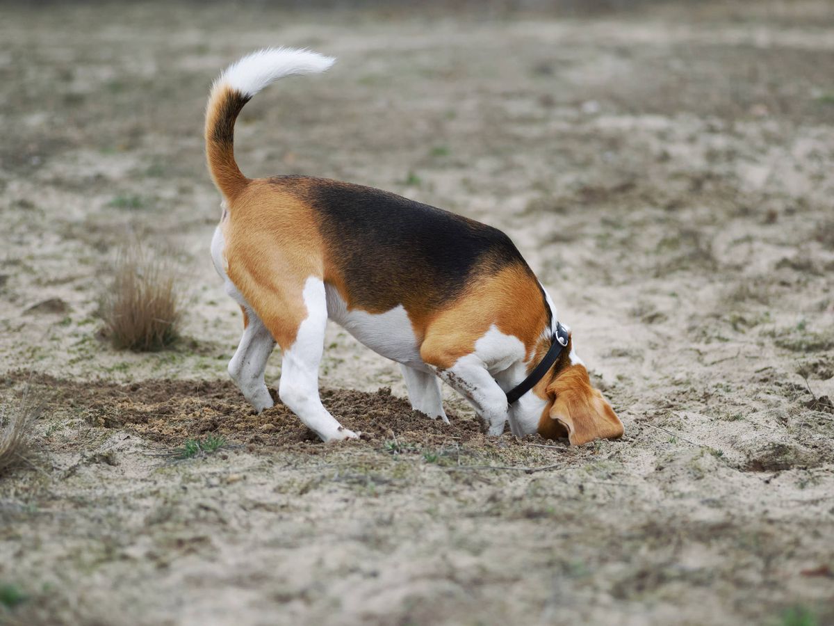 Foto: Esta es la razón por la que los perros rascan el suelo después de hacer sus necesidades (iStock)