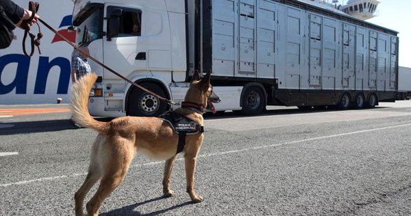 Foto: Un perro de la Policía Nacional en una inspección de camiones en el puerto de Santander. (EFE)