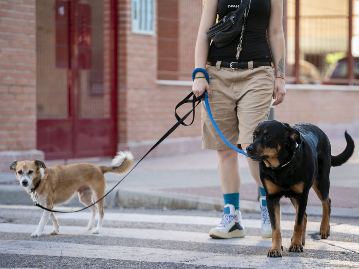 Foto: Vista de perros paseando. (Europa Press/Pérez Meca)