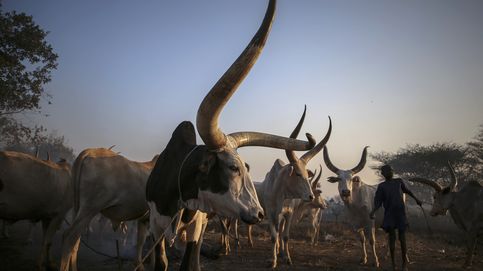 Cómo el país más joven del mundo se baña en sangre por el robo de vacas