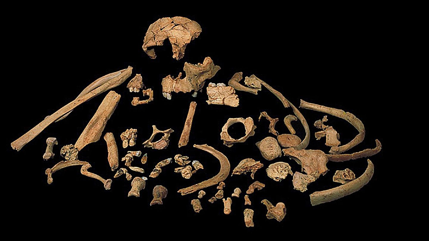 Restos fósiles de 'Homo antecessor'. (EFE)