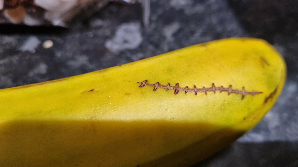 Encuentra esta extraña cicatriz en un plátano de Canarias y se disparan las teorías