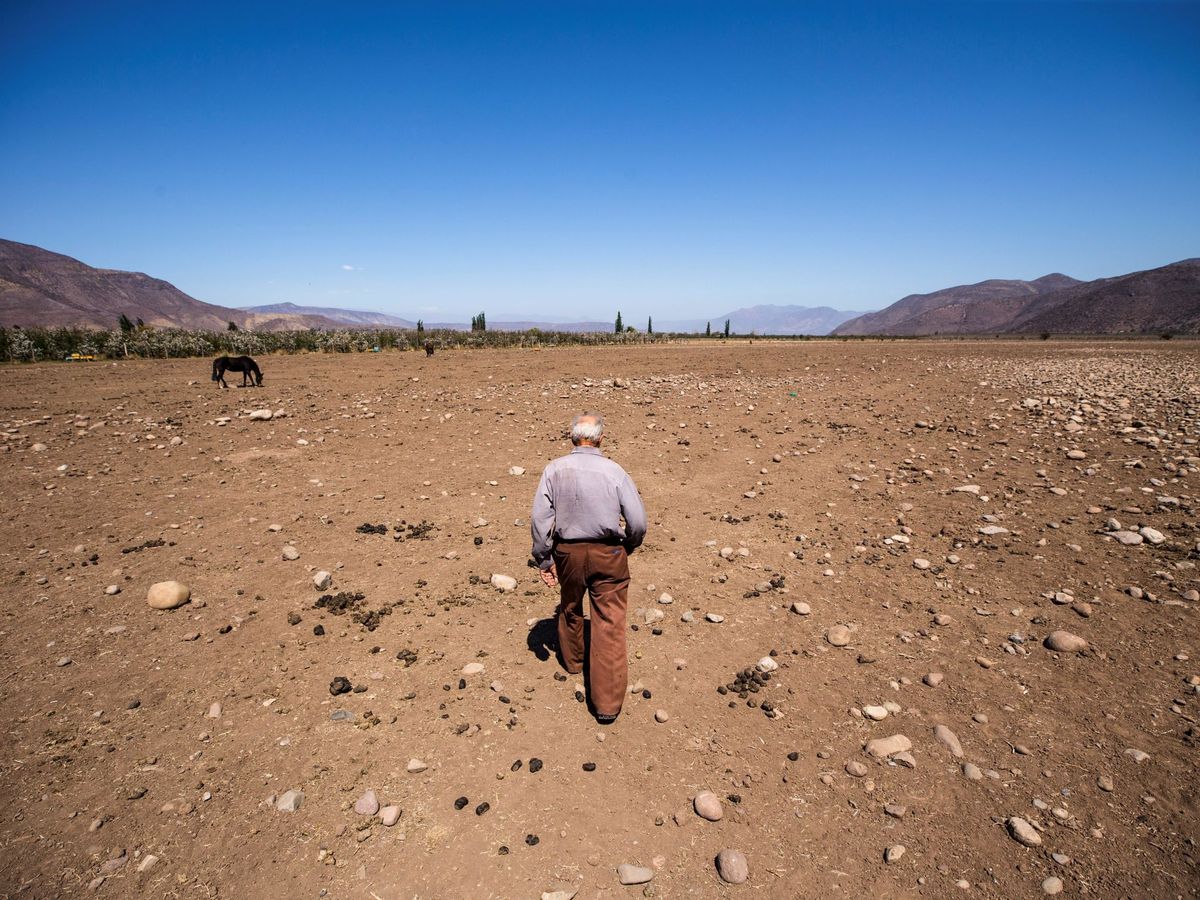 Foto: El ganadero chileno Fernando Enríquez camina por sus terrenos afectados por la sequía en septiembre de 2019, en Putaendo (Chile). 