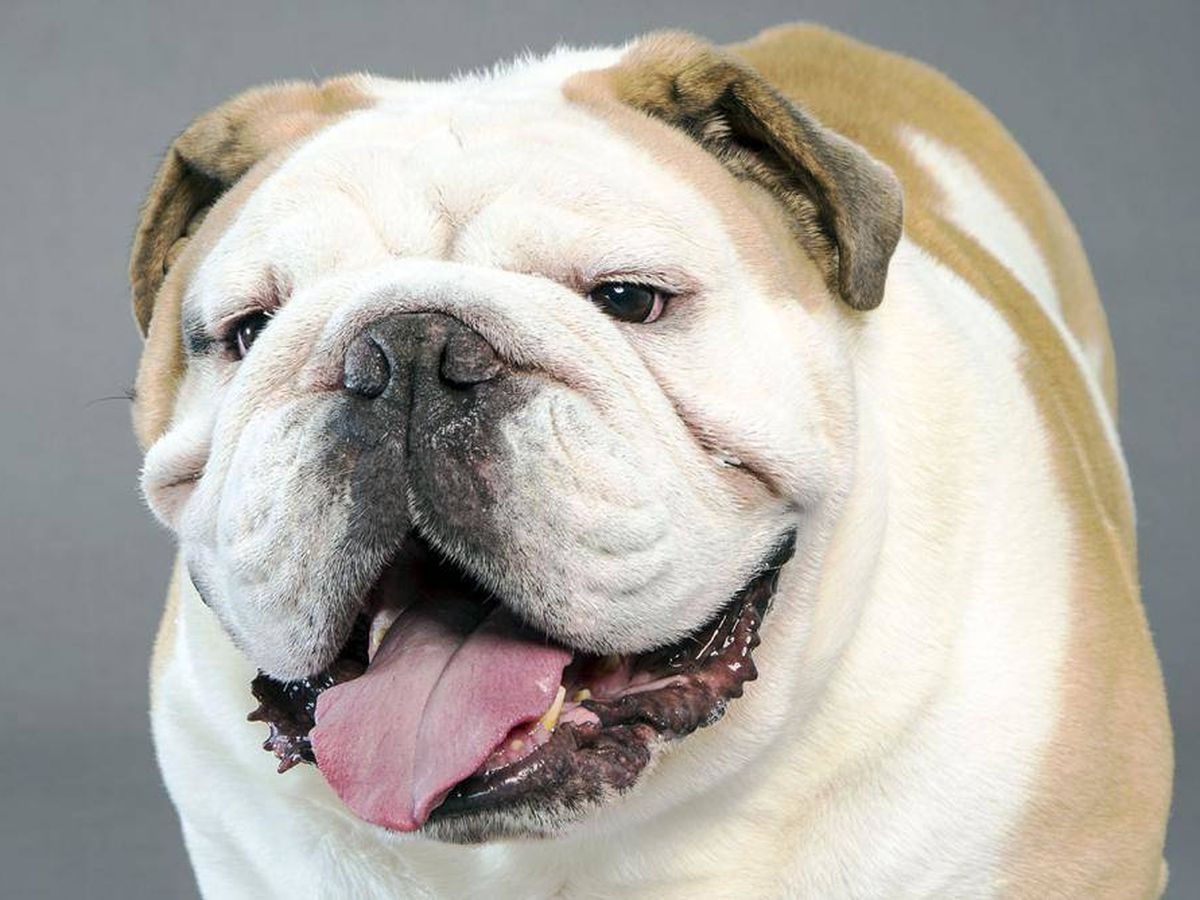 Foto: La nariz de los perros nos puede dar mucha información sobre su estado de salud