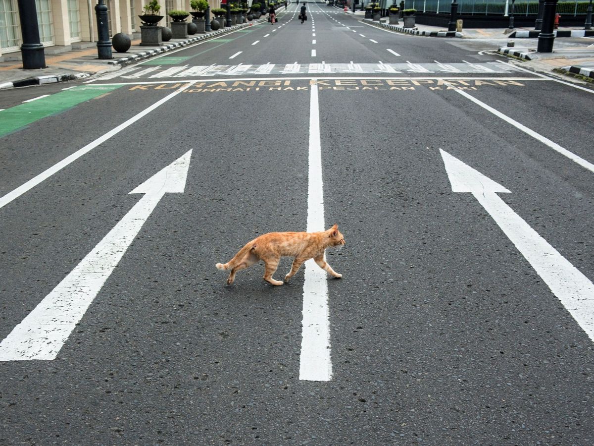 Foto: Un gato cruza una calle vacía en Bandung, Indonesia. Foto: EFE Iqbal Kusumadirezza.