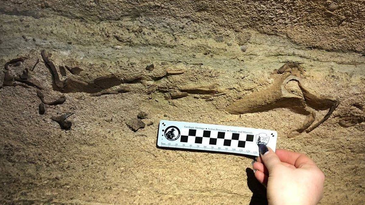 Hallan en una gruta de Kentucky el cráneo de un tiburón gigante de hace 300.000 años