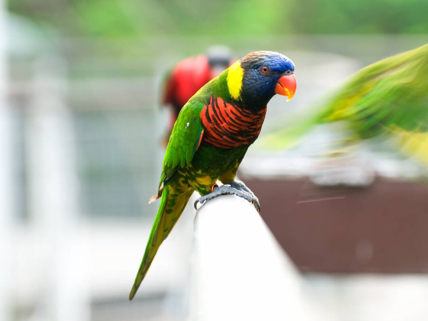 Parque de Aves Jurong de Singapur (Fuente: iStock)