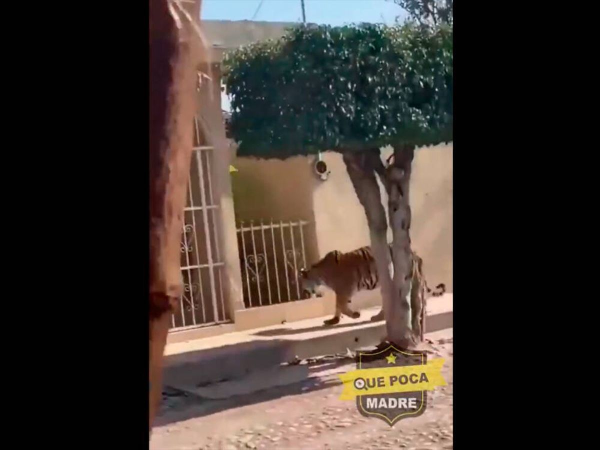 Foto: Un tigre se pasea por una ciudad en México (Twitter/QuePocaMadremex)