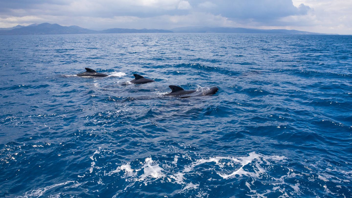 Un grupo de ballenas piloto en el estrecho de Gibraltar (Fuente: iStock)
