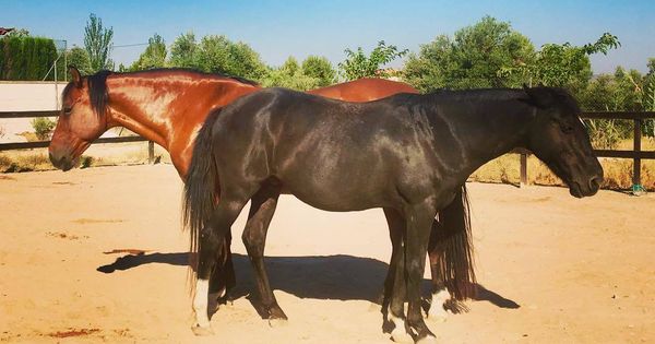 Foto: La clonación de caballos en España está en auge y puede llegar a los 100.000 euros por ejemplar