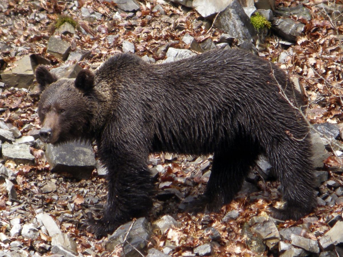 Foto: Un oso cantábrico macho. (EFE)