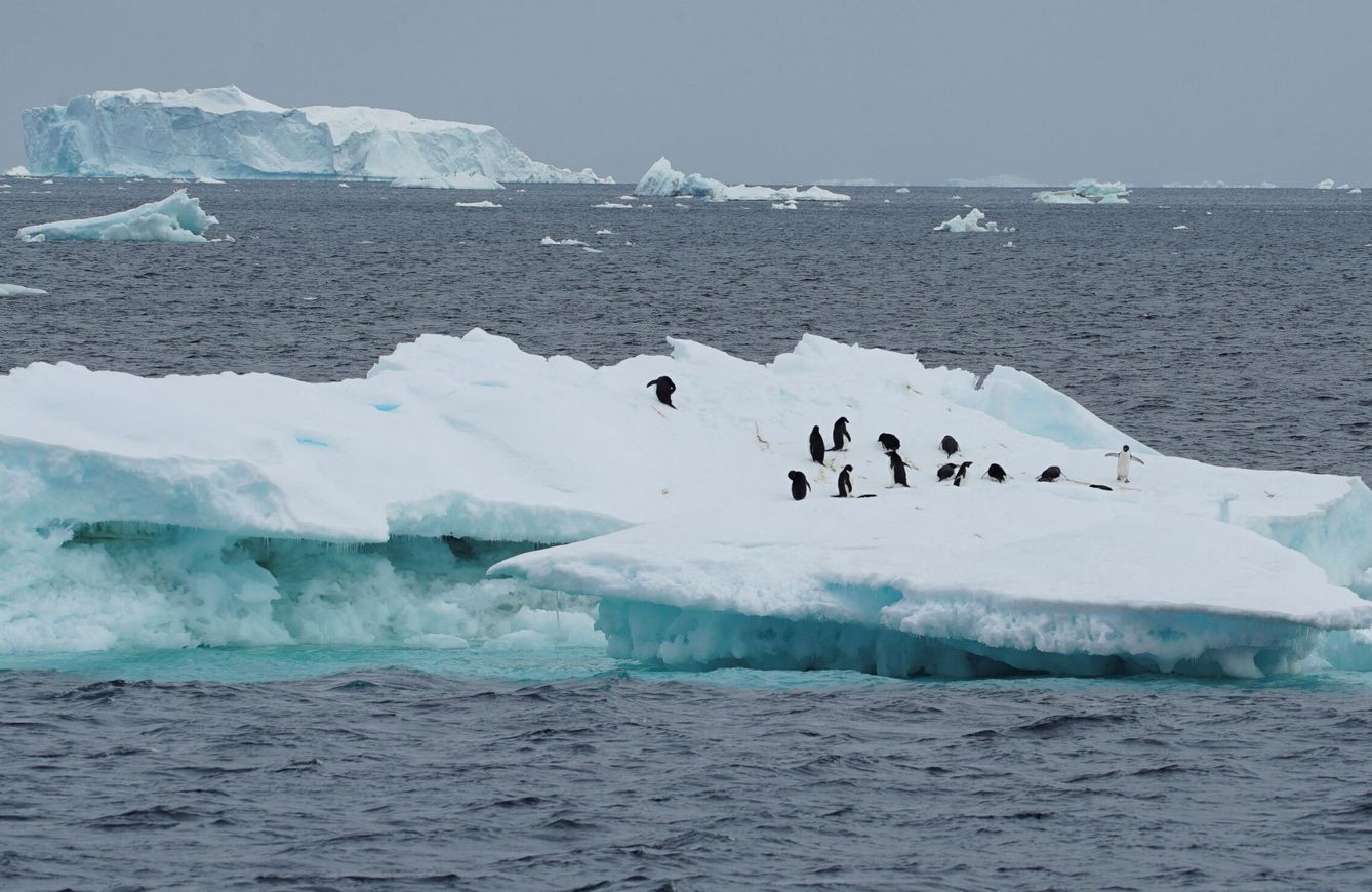 Grupo de pingüinos en la Antártida. (Reuters/Natalie Thomas)