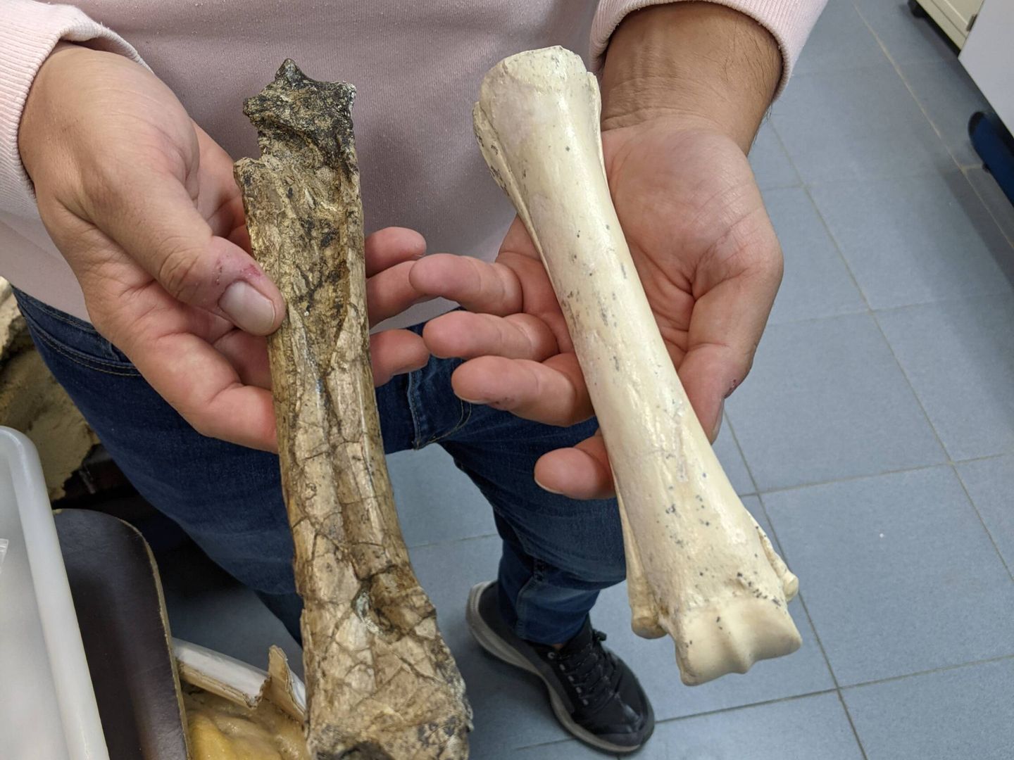 A la izquierda, el típico fósil que se encuentra en un yacimiento; a la derecha un fósil extraído de Batallones. (A. V.)