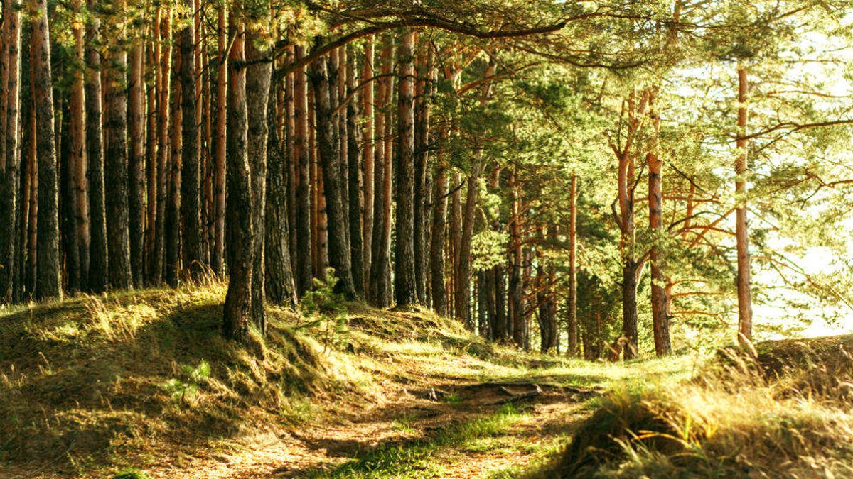 El 'Fórum Filatélico de los árboles', a juicio: el fiscal pide tres años por Bosques Naturales