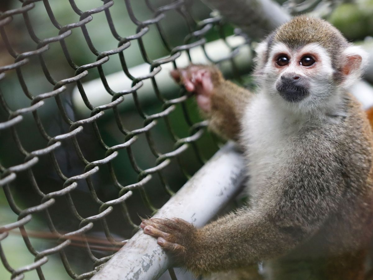 Foto: Vista de un mono en Colombia. (EFE/Ernesto Guzmán)
