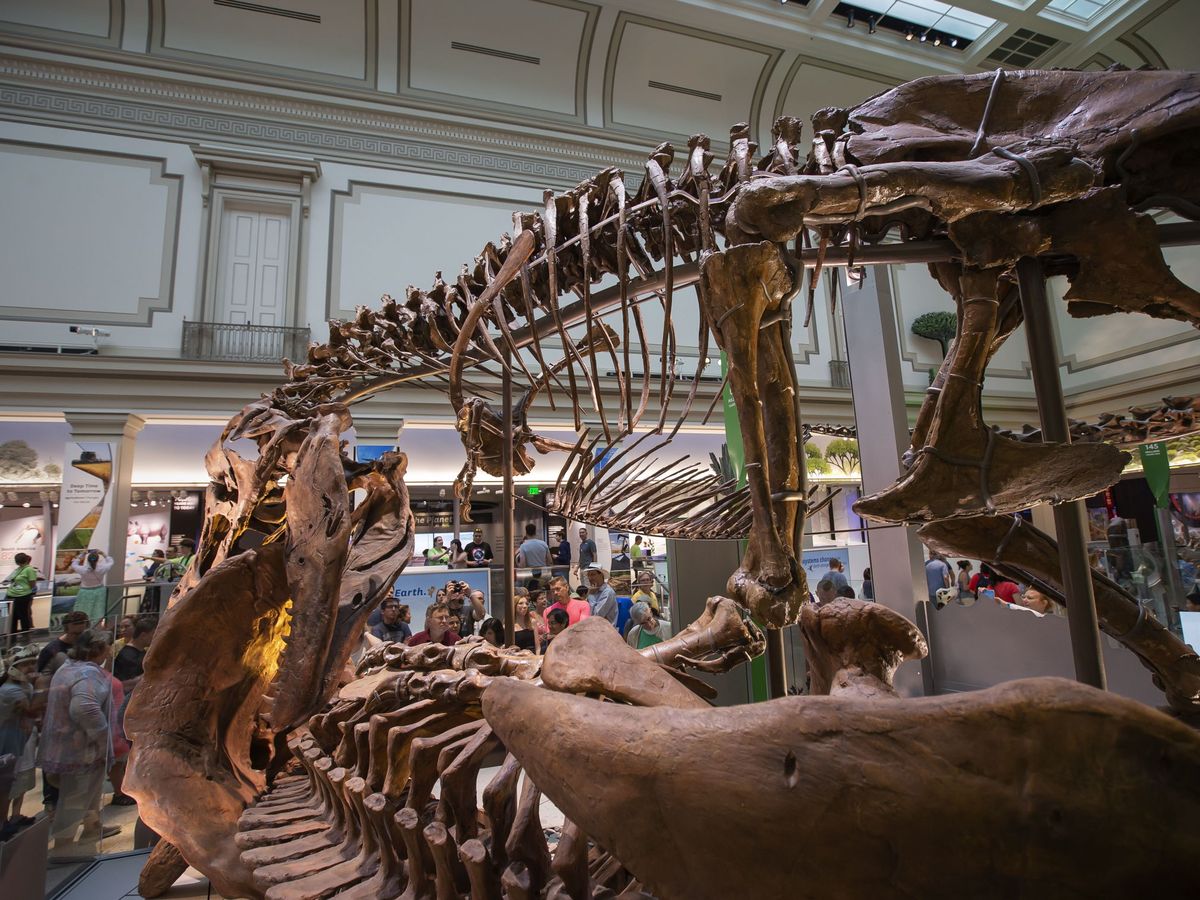 Foto: Esqueleto de un Tyrannosaurus en el Smithsonian. (EFE)