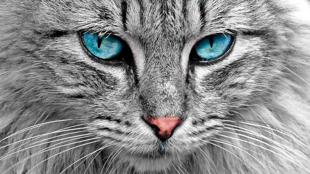 Todos los gatos domésticos presentan "rasgos psicópatas", según un estudio