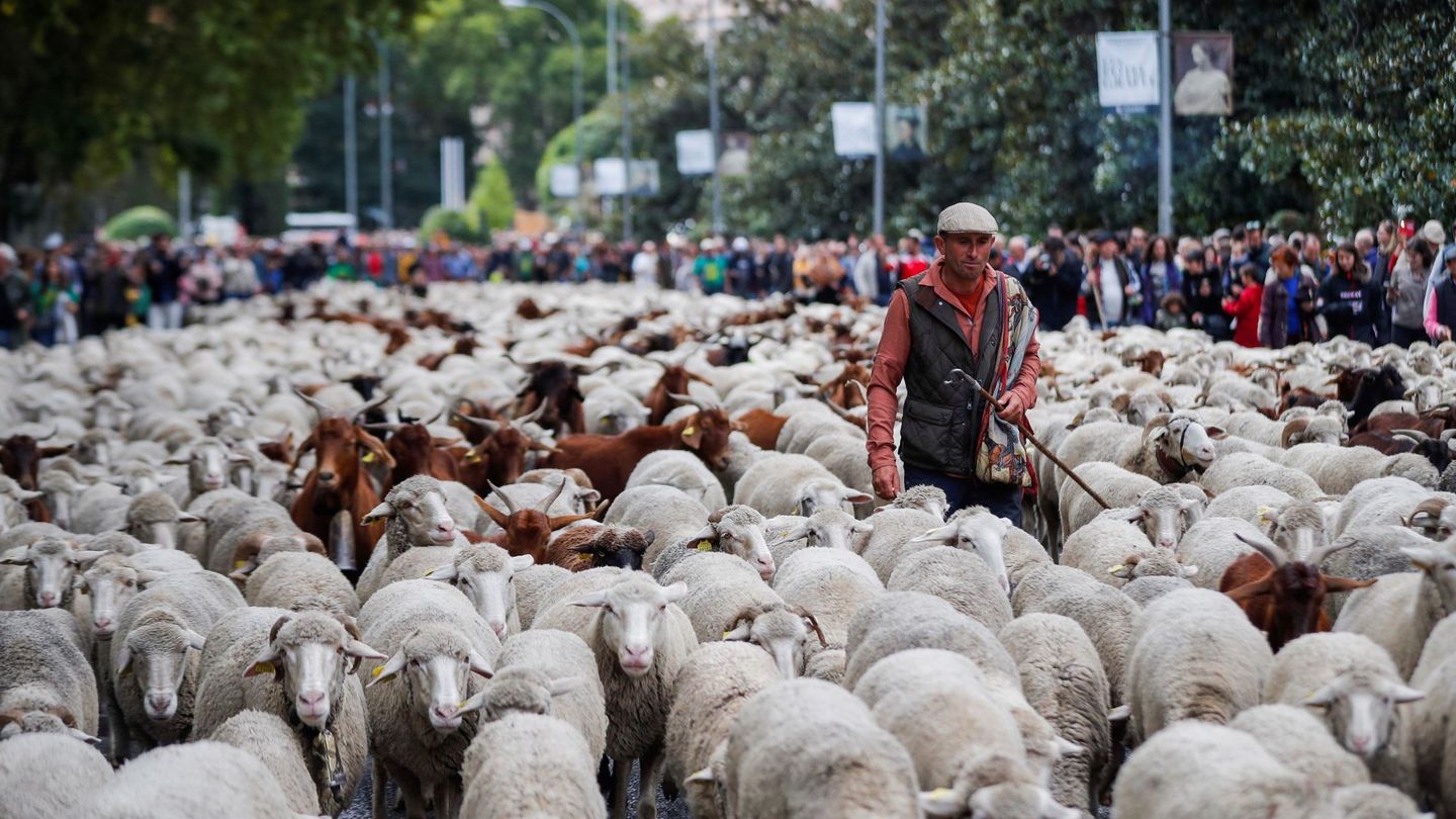 Las ovejas atraviesan el centro de Madrid. (EFE/Emilio Naranjo)