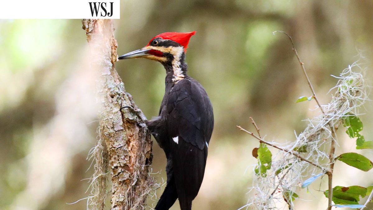 Guerra civil de ornitólogos en EEUU: ¿se ha extinguido el pájaro carpintero blanco?
