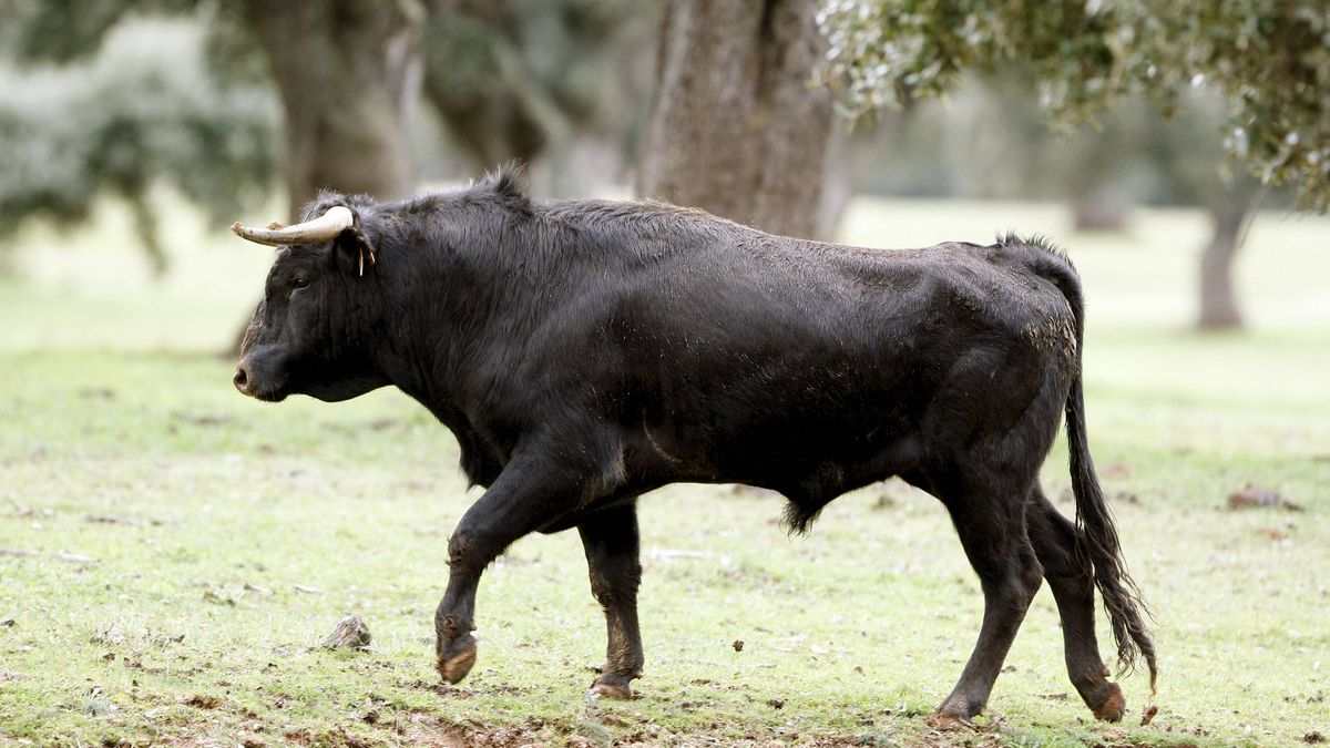 El 20% de las ganaderías de toros bravos ha quebrado en el último año en Andalucía