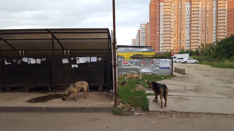 Canicidio en Rusia: Mataron mis perros por el Mundial, hace 10 años que venían