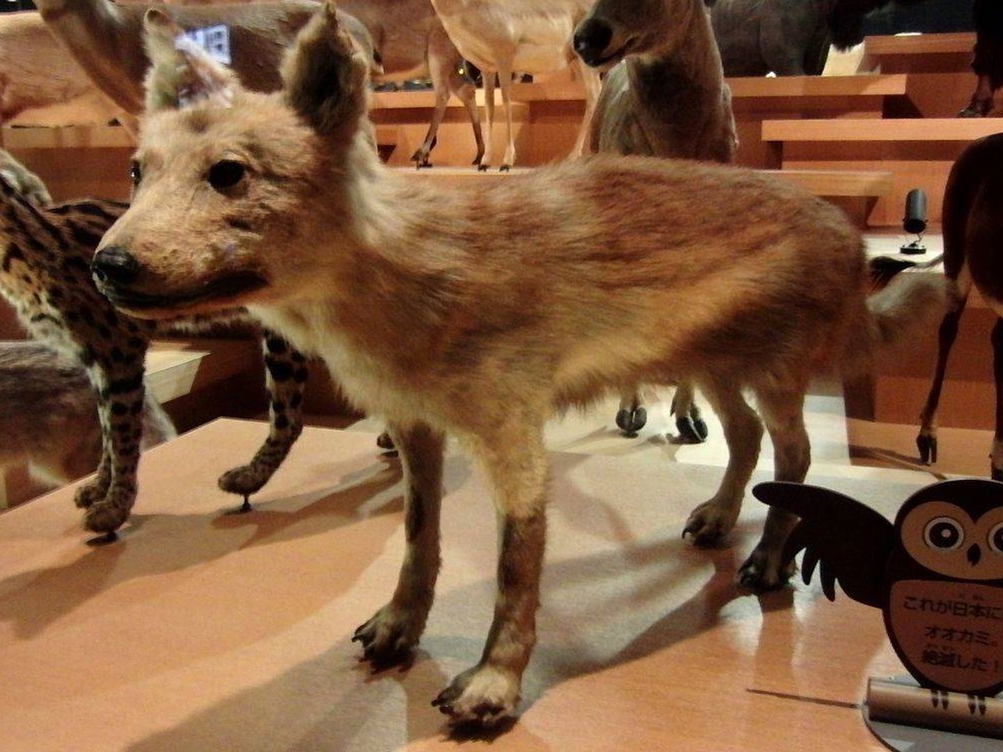 Uno de los lobos fantasma disecados. (CC/National Museum of Nature and Science de Tokio)