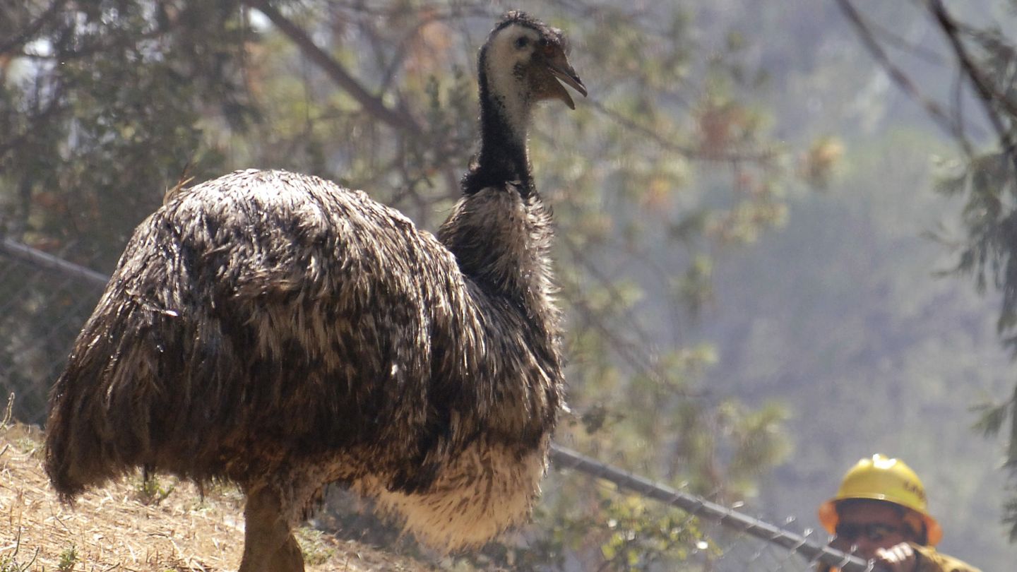 Un Emú en una granja de California. (Phil McCarten/Reuters)