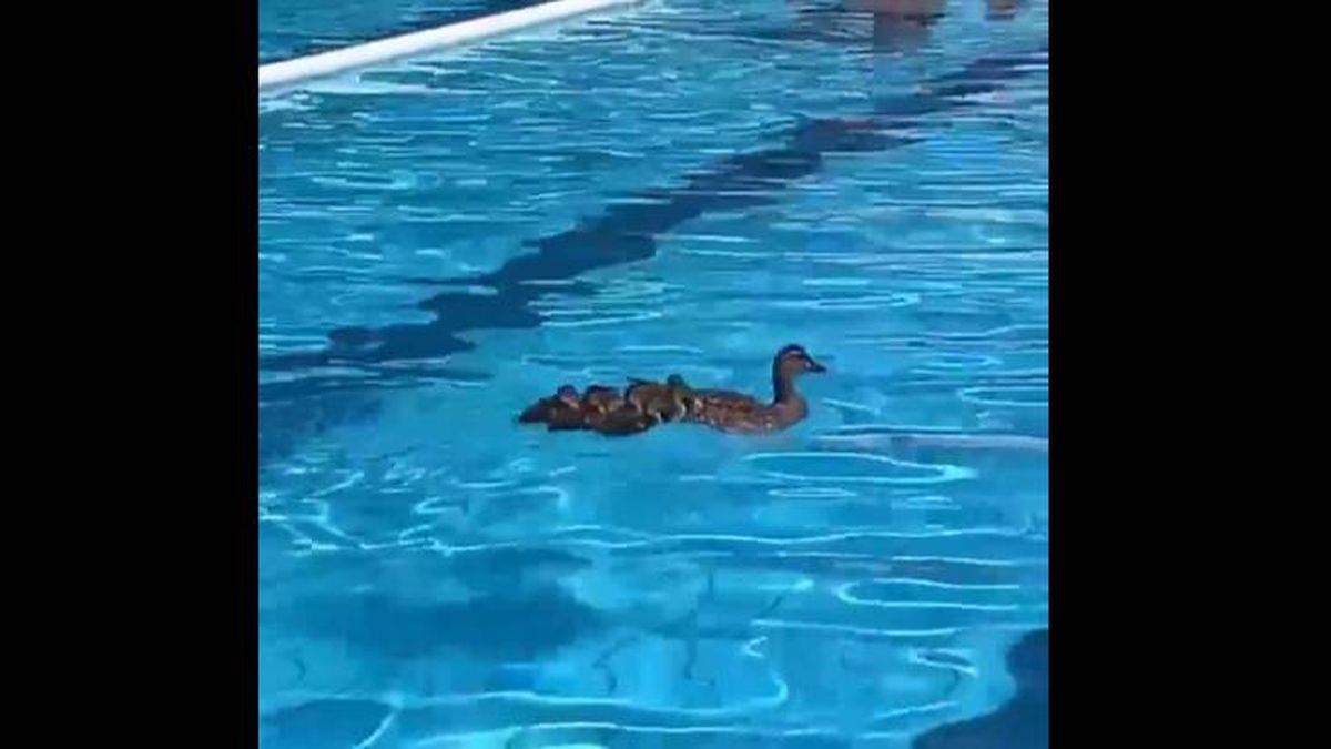 Decidieron pasar la tarde en la piscina pública, pero lo que nunca esperaban era que tendrían estos visitantes 