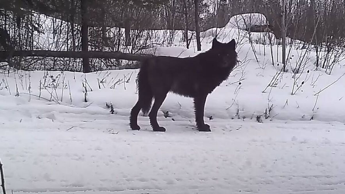 El extraño lobo descubierto en una cámara oculta entre la nieve en EEUU