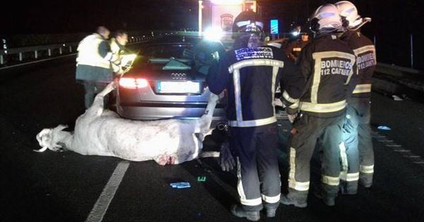 Foto: El coche accidentado junto al animal. (112 Cantabria)
