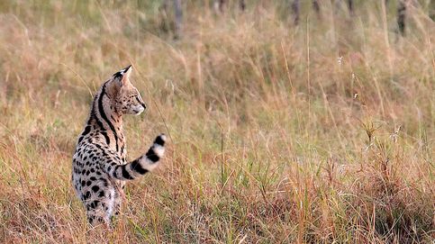La enigmática y esquiva belleza del serval africano