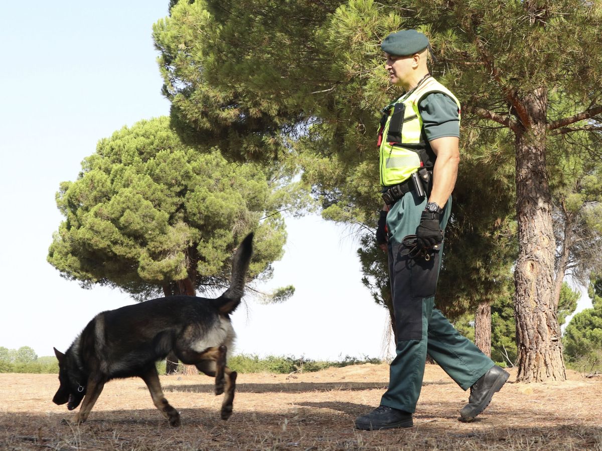 Foto: Un agente de Guardia Civil con un perro policía. (EFE/Mariam A. Montesinos)