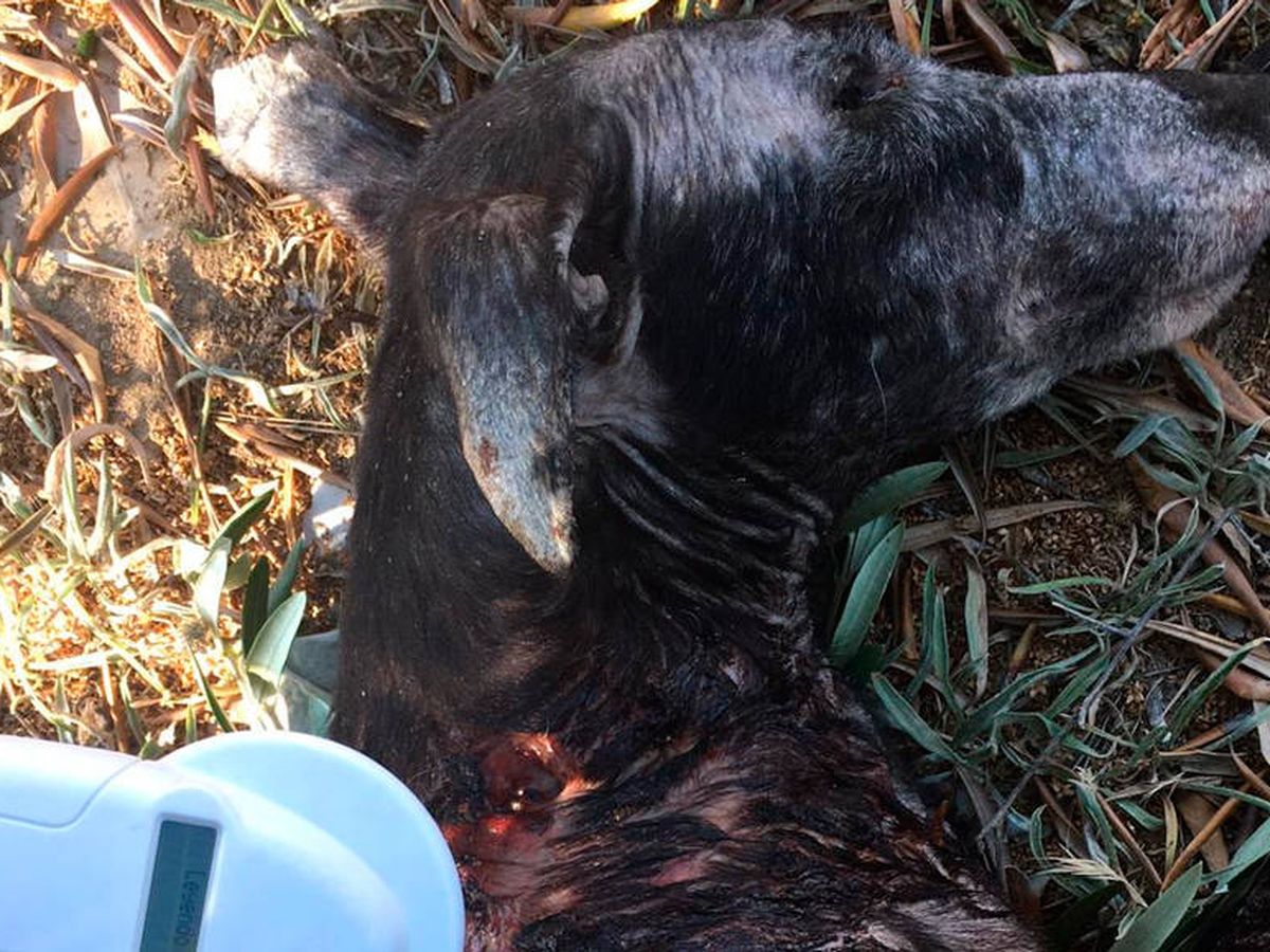Foto: Las heridas que sufrió el animal terminaron siendo mortales y no pudo recuperarse (Foto: Twitter)