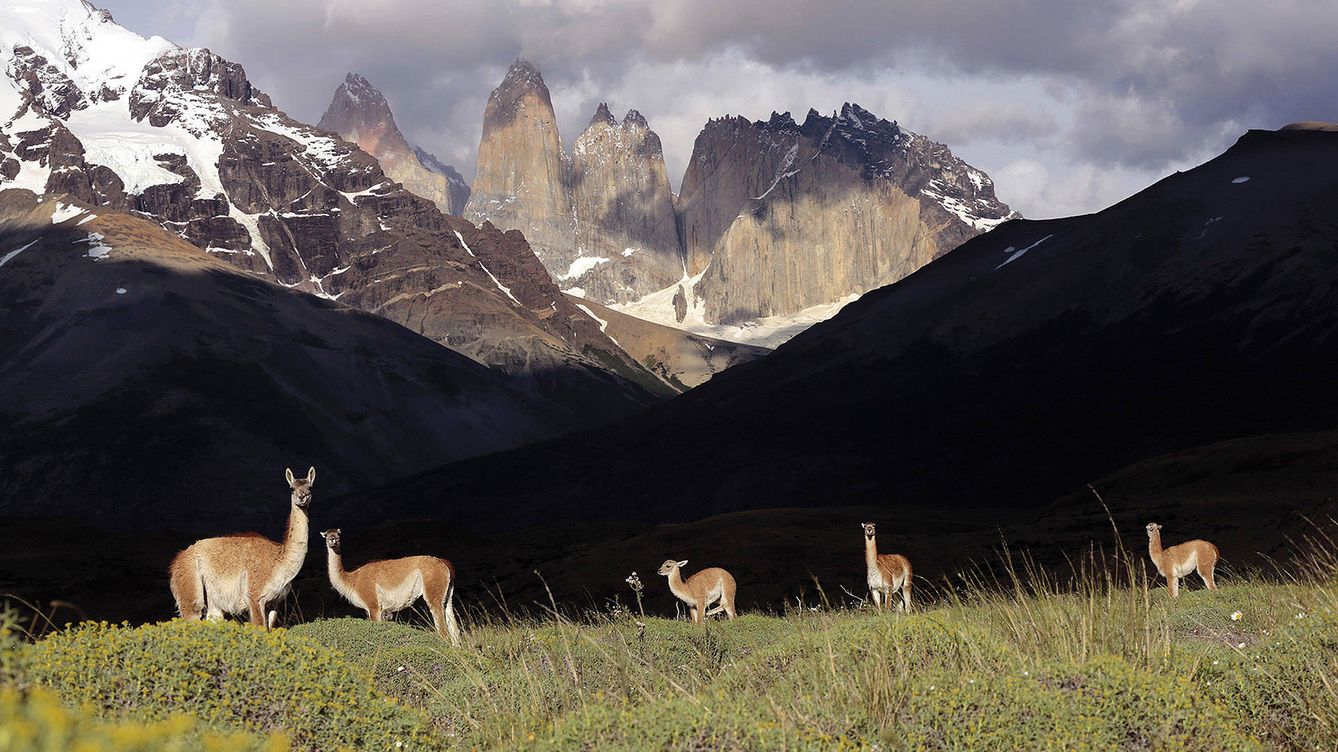 Foto: Guanacos en el Parque Nacional de las Torres del Paine, Chile. (Andoni Canela)