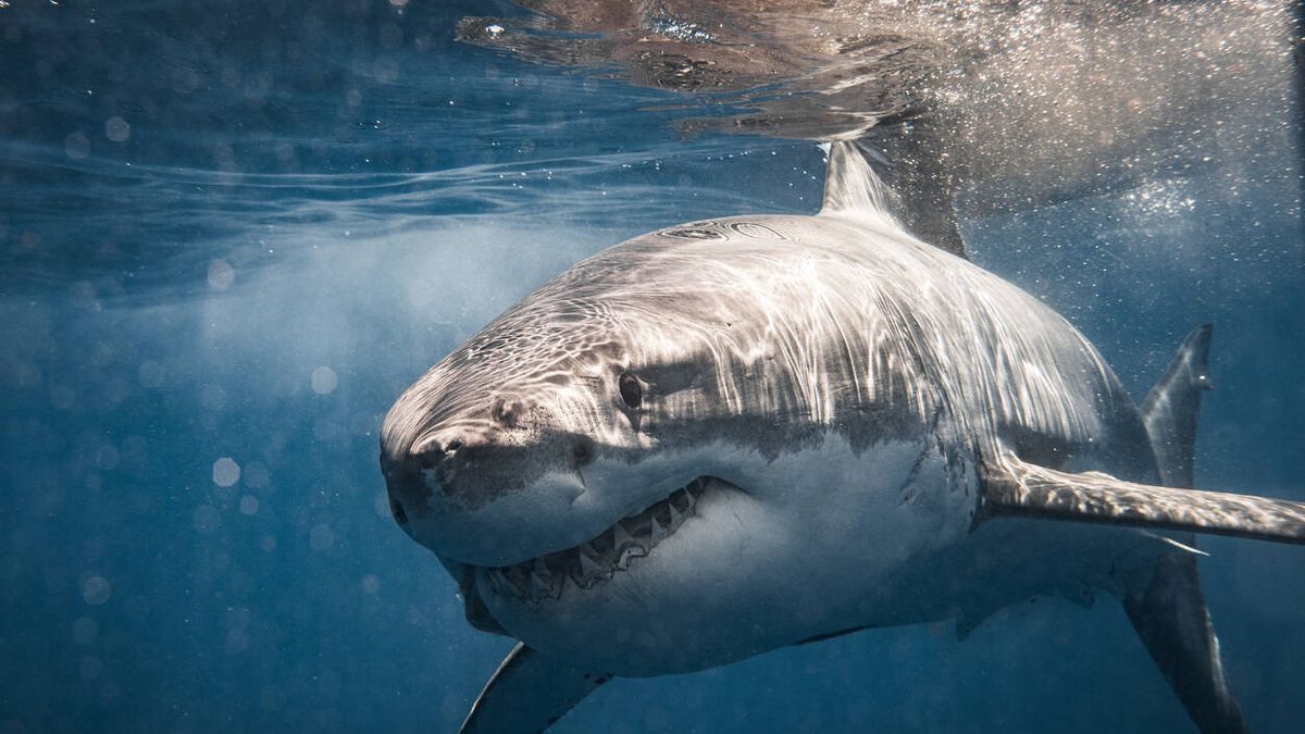 ¿Es cierto que los tiburones huelen la sangre a distancia y se sienten atraídos por ella?