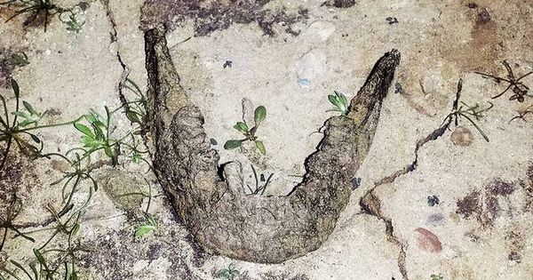 Foto: Fotografía de la mandíbula encontrada en el lodo del pantano del Ebro, en Cantabria.