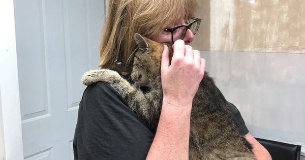 Foto: Maggie, la dueña de Tiger, pudo reunirse con su gato 11 años después de su desaparición (Foto: Facebook)