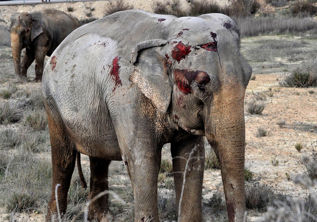 Una de los elefantas que resultaron heridas en el accidente. (EFE)