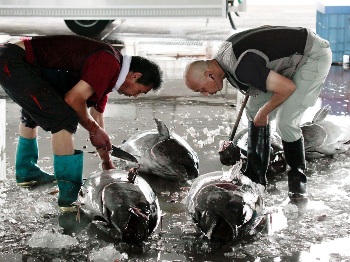 Foto: ¿Puede afectar a la salud el consumo de microplásticos a través del pescado? (EFE/Kimimasa Mayama)