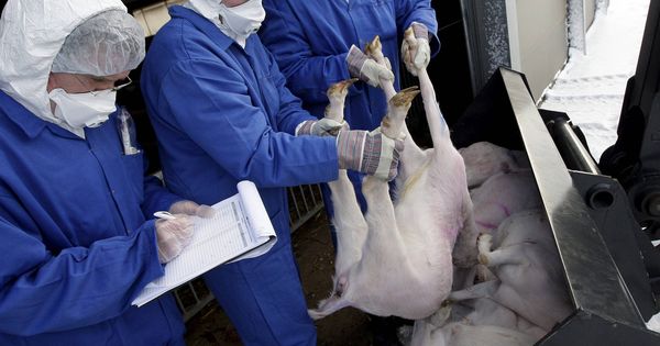 Foto: Sacrificio de cabras en Holanda para evitar la propagación de fiebre Q (EFE/Ed Oudenaarden)