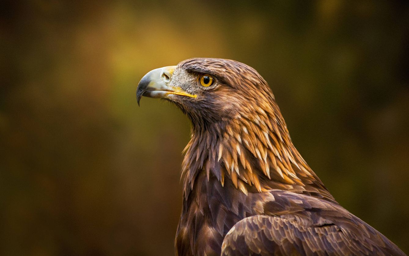 Ejemplar adulto de águila real. (Aquila chrysaetos)