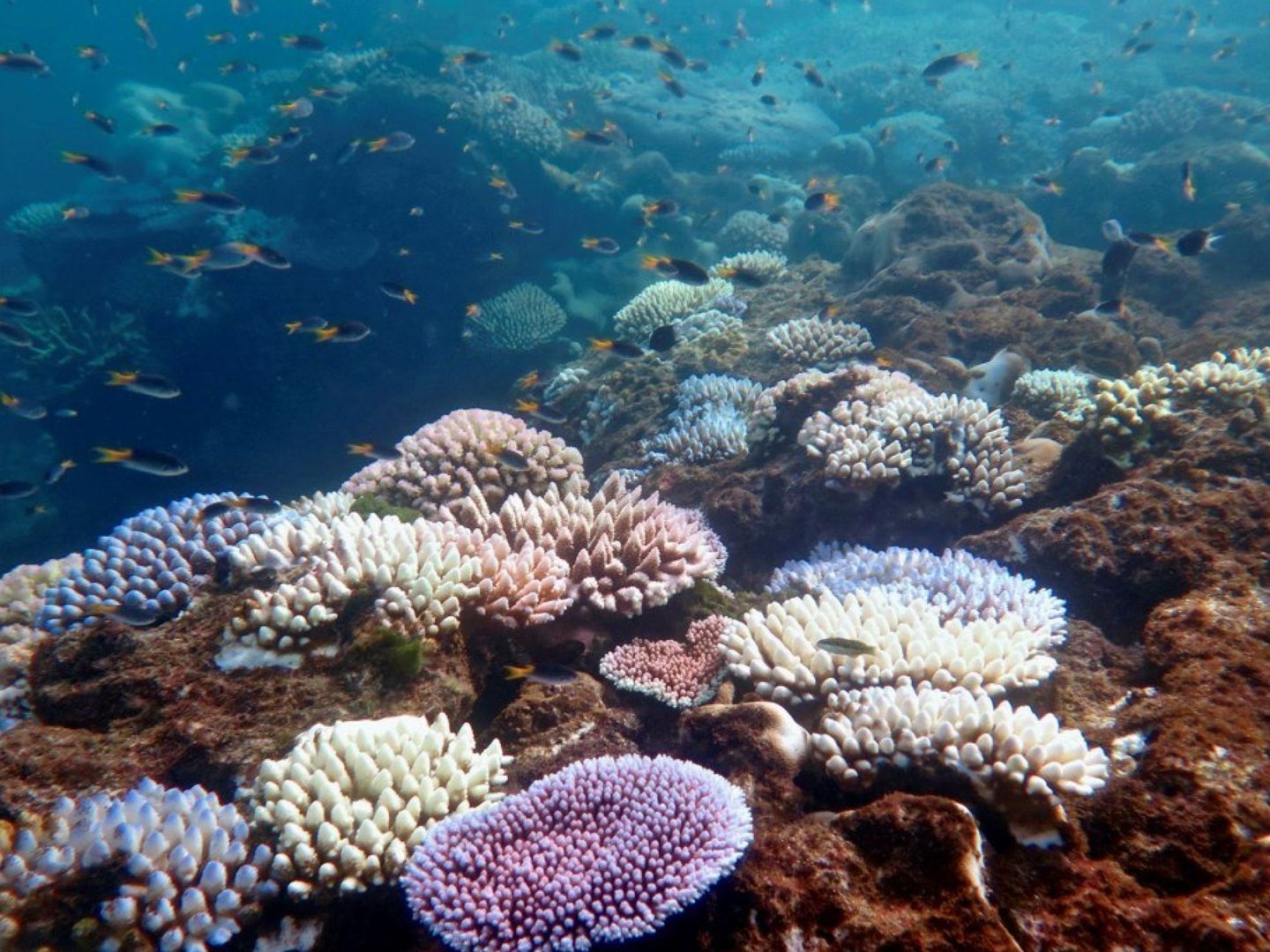 Los corales, en peligro de extinción (EFE)