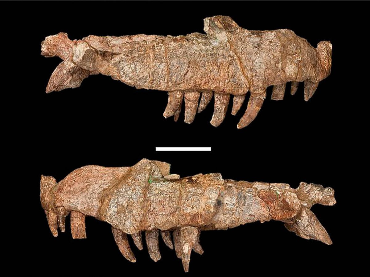 Foto: Descubren un ancestro del cocodrilo que habitó Tanzania hace 240 millones de años (Royal Society Open Sciencie)