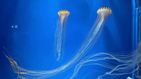 Las medusas, protagonistas de un nuevo acuario en Taiwan