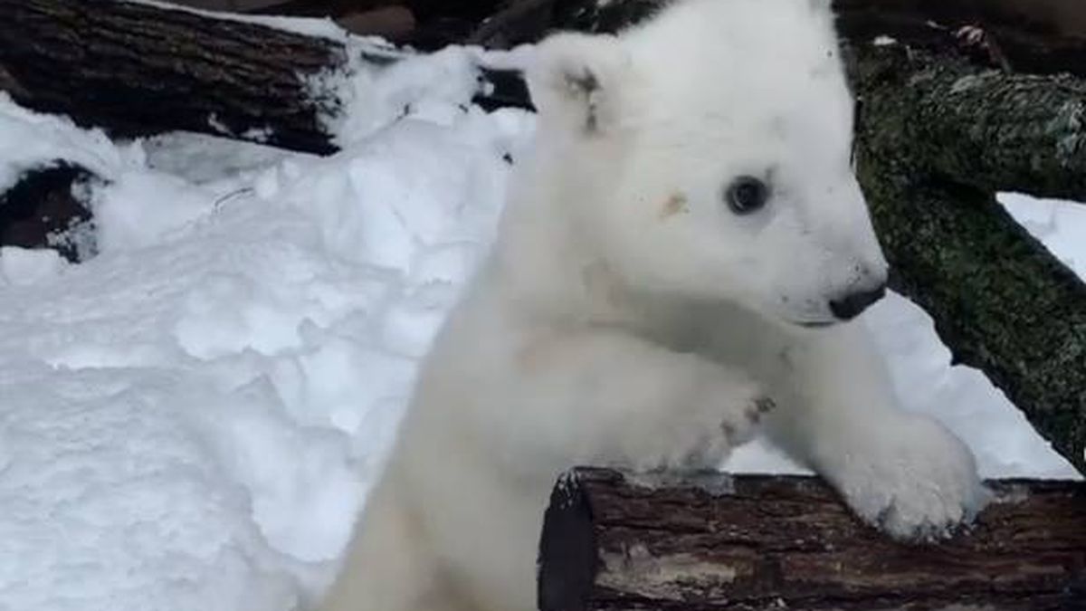 El conmovedor vídeo de una osezna polar que ve la nieve por primera vez