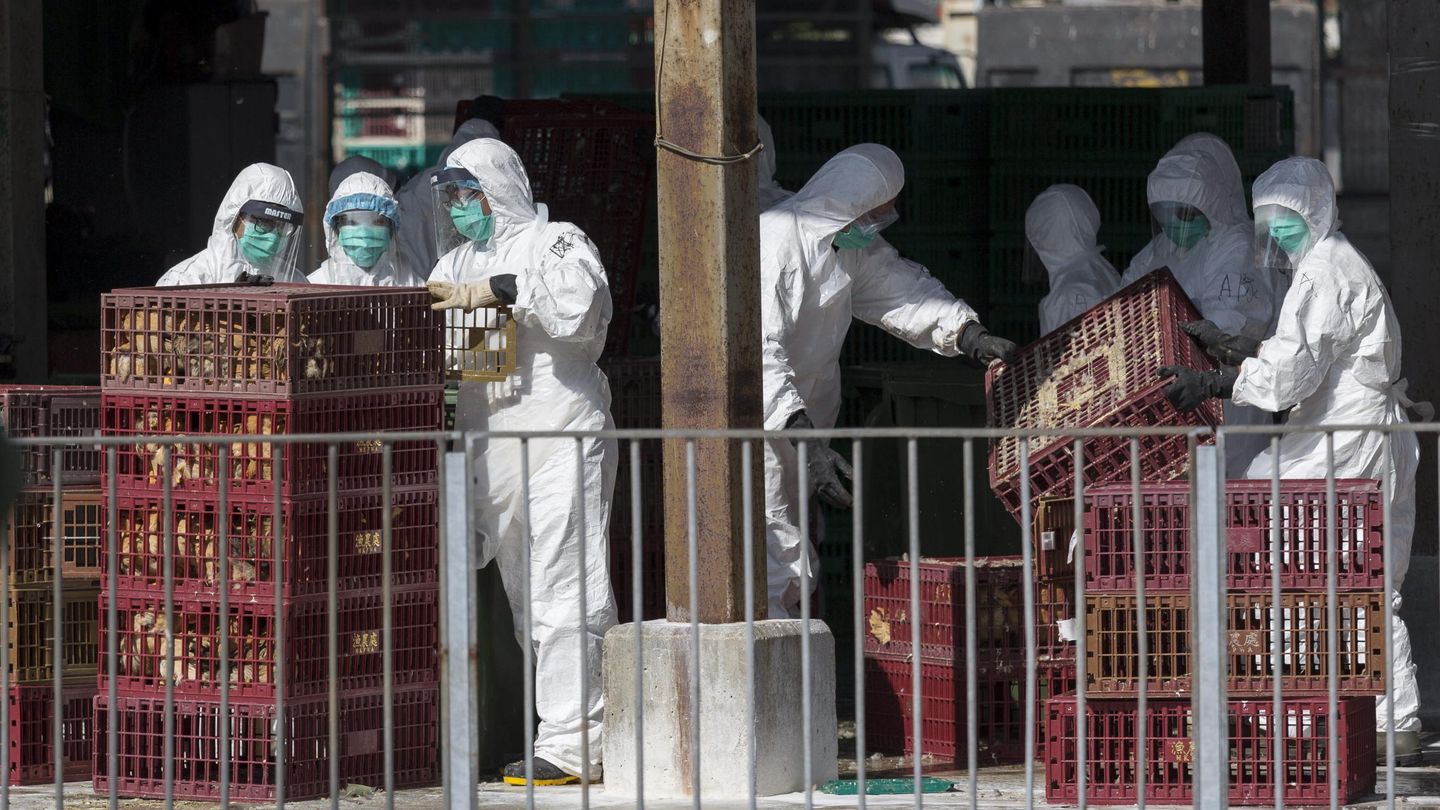 El Gobierno hongkonés sacrificó en 2014 15.000 pollos por un brote de gripe aviar. (Efe)