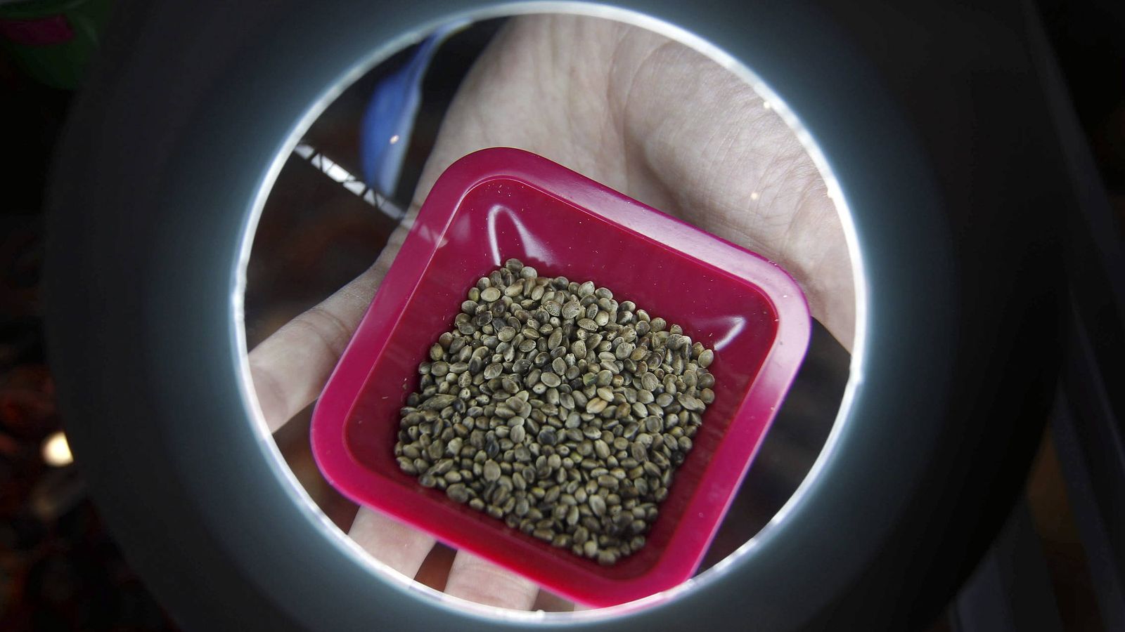 Foto: Un expositor muestra unas semillas de cannabis en la feria GrowMed. (EFE)