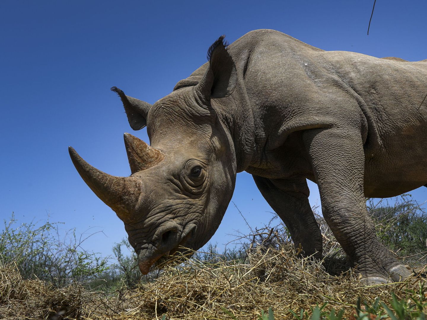 El rinoceronte es uno de los animales más amenazados del planeta (EFE/D.Irungu)