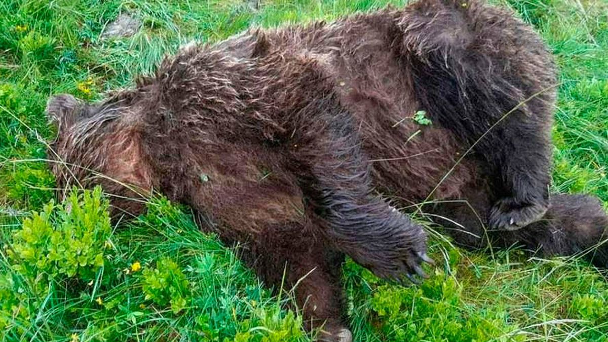 Recompensa de 10.000 euros por encontrar al asesino de un oso en los Pirineos