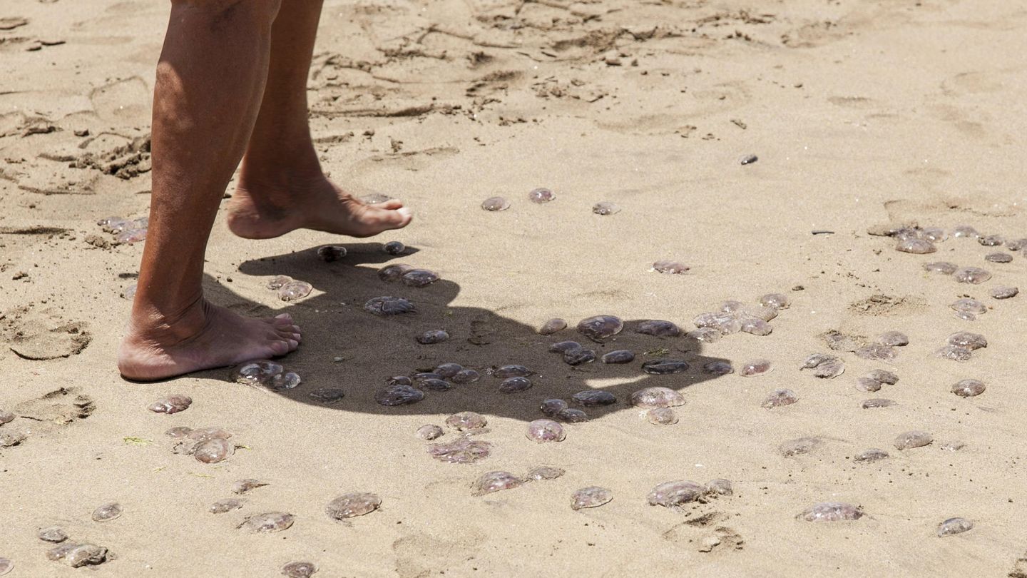 Restos de medusas en una playa española durante los meses de verano. (Efe)